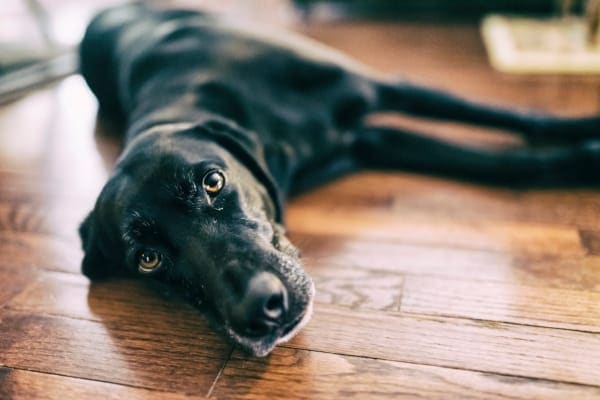 Senior dog lying on floor looking distinterested in food