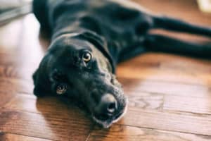 Why Your Dog Is Afraid of Hardwood Floors & 5 Practical Solutions - Dr. Buzby's ToeGrips for Dogs