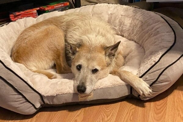 older dog lying comfortably on dog bed at home. photo.