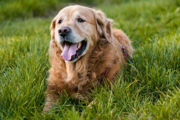 senior golden retriever sitting outdoors, photo 