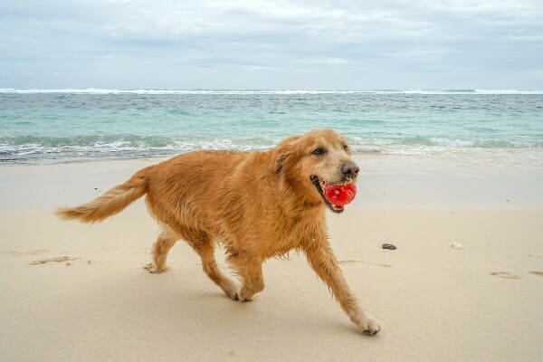 senior golden retriever running on beach, photo