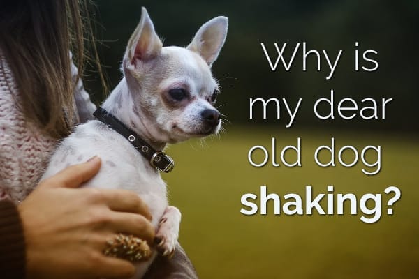 Is Your Dear Old Dog Shaking? 11 Reasons Why Senior Dogs Shiver - Dr.  Buzby'S Toegrips For Dogs