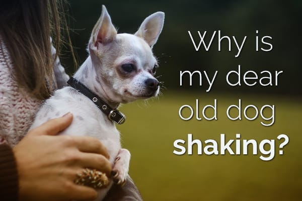 Is Your Dear Old Dog Shaking? 11 Reasons Why Senior Dogs Shiver - Dr.  Buzby's ToeGrips for Dogs