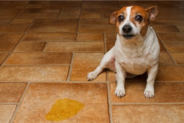 Dog sitting on floor by a puddle of urine. Urinary incontinence in dogs is not normal, even for older dogs.