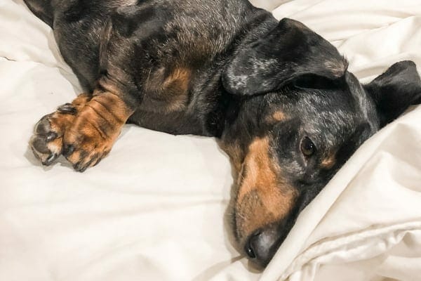 photo elderly dachshund lying on bed