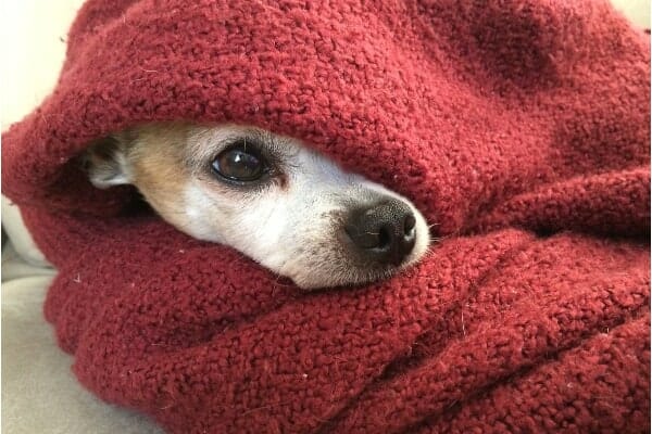 small old dog wrapped in blanket