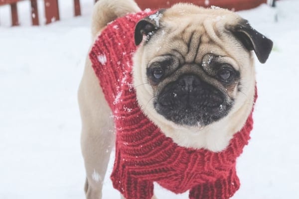 Pug wearing a red sweater and standing in snow 