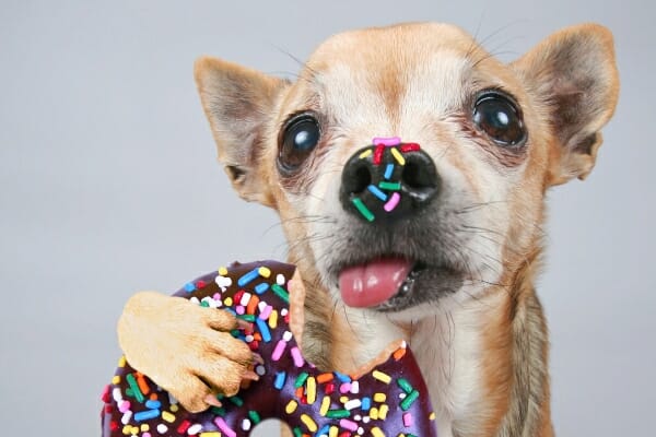 old dog with donut and colorful donut sprinkles on nose as an example of a dog's last treat before euthanasia, photo 