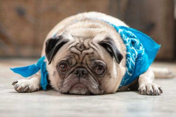 sad pug lying on floor, photo