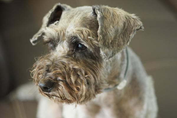  Grey Schnauzer dog looking sad, photo 