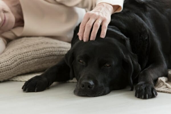 Black lab laying on floor with owner, photo