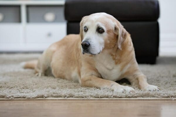 Senior Beagle laying down on the carpet, photo