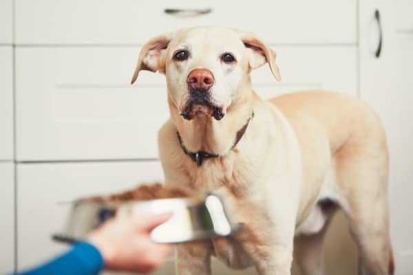 photo old dog not eating from dog bowl 