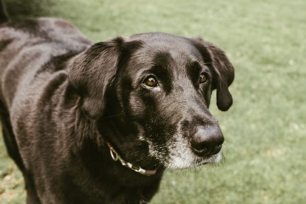 photo older black dog with grey muzzle