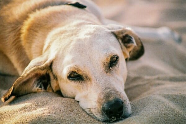 sad dog lying in sand, photo