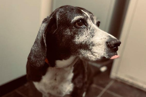 older dog with grey face and tongue out, photo