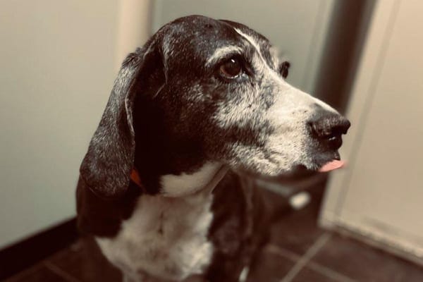 An older dog with a grey face and tongue out