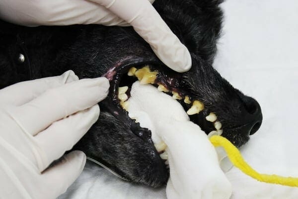 A Poodle with severe periodontal disease being prepared for a dental procedure