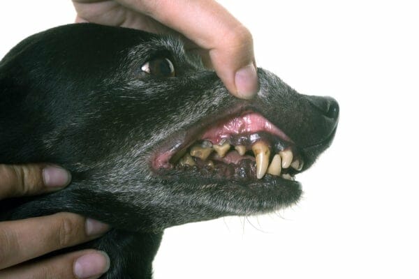 A person's hand holding the upper flap of a dog's mouth up to reveal the dog's teeth, which have periodontal disease 