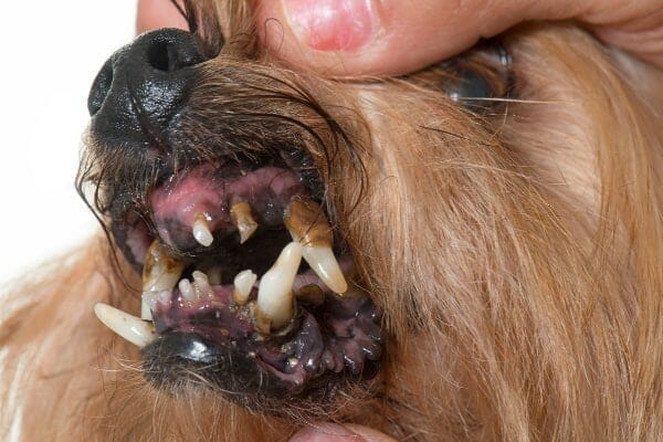 older dog with trench mouth, photo