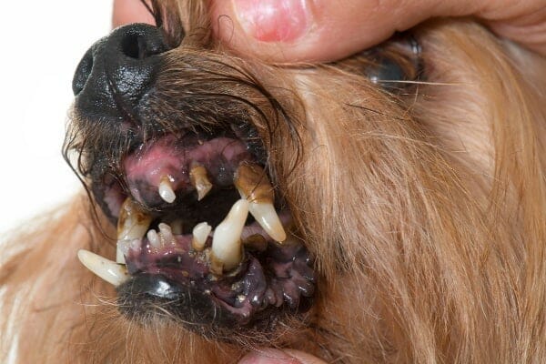 An older dog with tooth loss, discolored teeth, receding gums, and more. Some call this trench mouth.