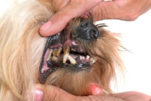 Older Dog Losing Teeth? What You Can Do About Tooth Loss - Dr. Buzby's ...