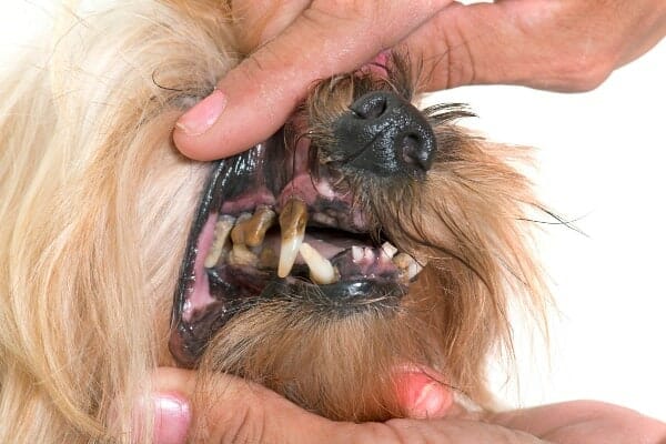 An older dog with advanced stages of periodontal disease, which includes tooth loss and loose teeth