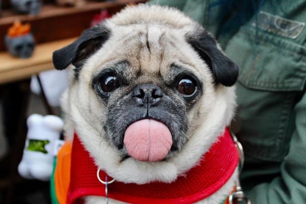 An older Pug dog with no teeth and tongue sticking out