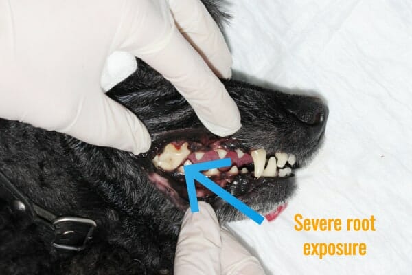 A Poodle's mouth showing severe root exposure on a tooth while the dog is under sedation