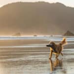 Navigating Your Dear Old Dog's Golden Years: Dr. Buzby's Ultimate Guide