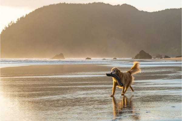 photo senior golden retriever on beach 