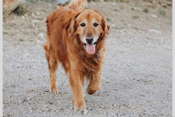 senior golden retriever trotting, photo 