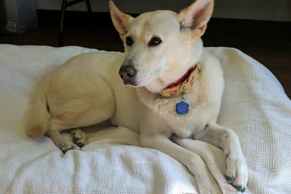 happy 14-year-old Jindo mix (whose mom gives him new zealand deer velvet supplement) sitting on bed, photo