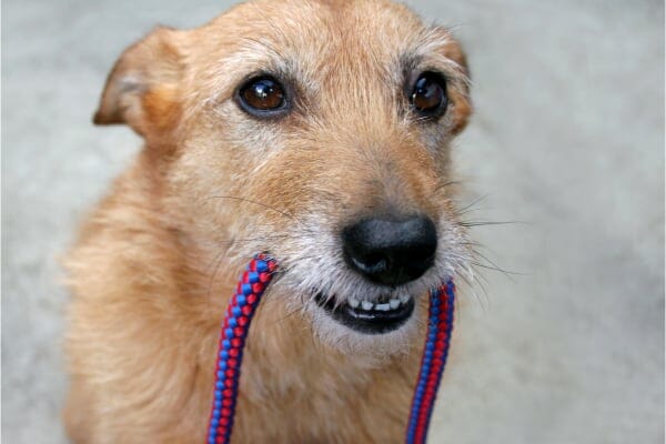 older dog holding a leash as an activity that dogs and humans can do together. photo