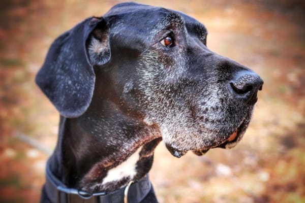 Side view of a senior Great Dane dog's greying face. 