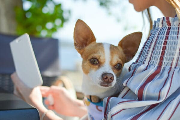 Chihuahua sitting in owner's lap while owner is on computer as if researching omega-3 fatty acids for dogs