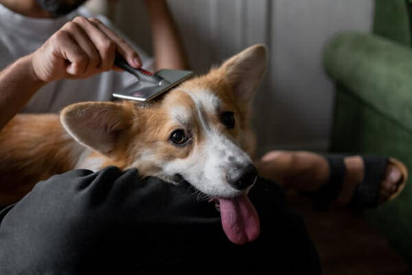 Corgi sitting in owners lap while being brushed, photo