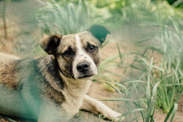 Brown and white dog sitting in a garden, photo