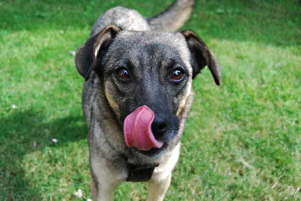 Shepherd mix licking his nose, photo