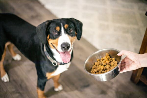 Entlebucher waiting for his owner to give him a dish of food, photo
