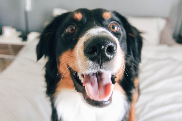 Smiling, happy dog sitting on a bed as if feeling better from dog digestive issue