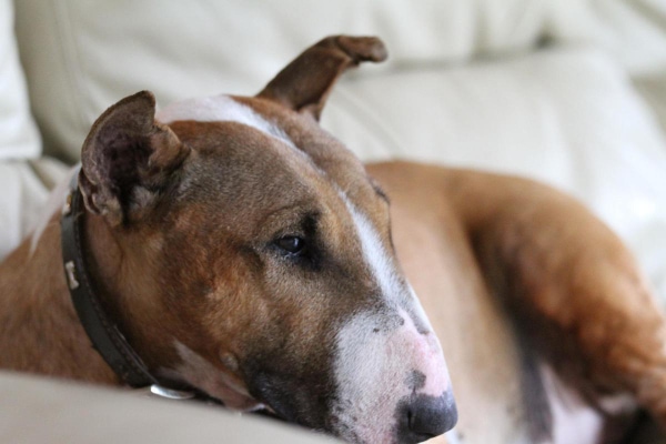 Adult dog lying down on bed