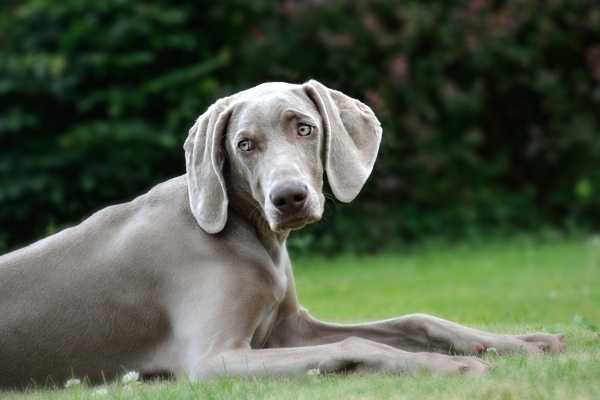 Dog lying outside in the grass