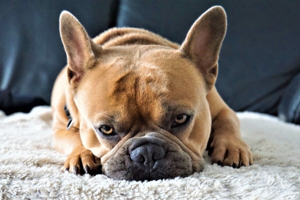 Dog looking sad lying on the carpet
