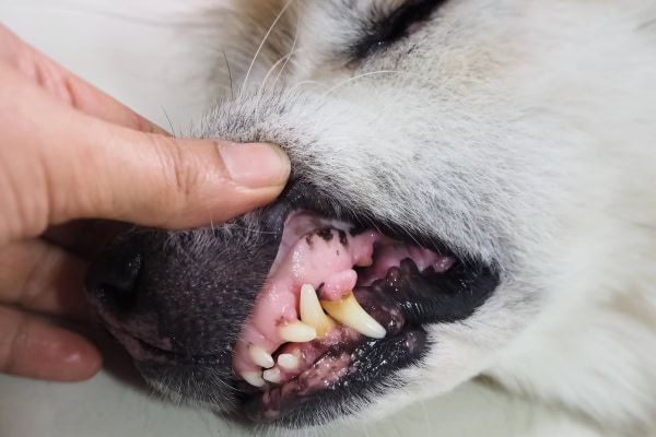 A dog with abnormal pink gum tissue, which could be melanoma