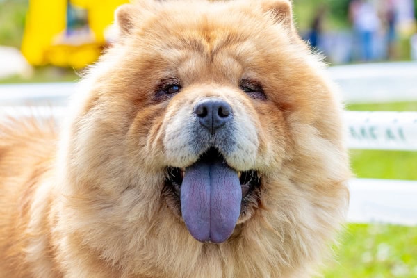 Face of a smiley Chow Chow dog, a breed which is higher risk for oral melanoma,