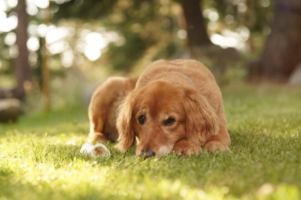Golden Retriever, a breed more susceptible to developing oral malignant melanomas, laying outside in the grass