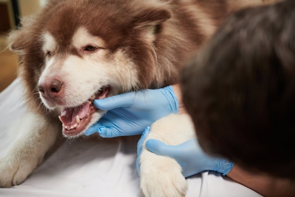 Vet examining a dog's mouth for oral melanoma