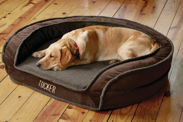 photo senior dog sleeping on dog bed