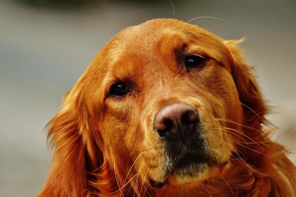 Golden Retriever's face with a gentle expression